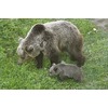 Roztomilosť sama: V košickej zoo majú malé medvieďa