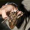V turistických destináciách spozorovali obrovský hmyz: Zabíja iné zvieratá, ľudí bolestivo…